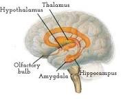 Brain diagram